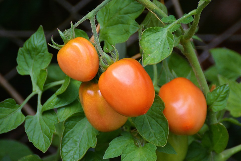 STAKING TOMATO PLANTS