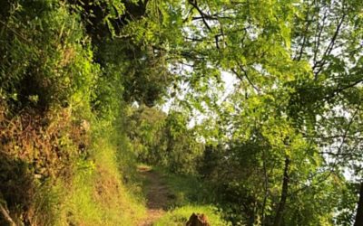 VEN, HAY UN CAMINO EN EL BOSQUE