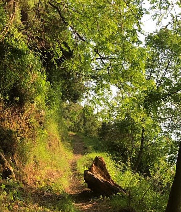 VIENI, C’È UNA STRADA NEL BOSCO